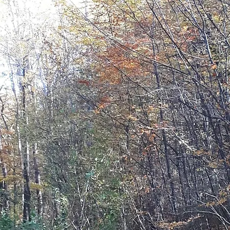 Eifel 度假居 盖罗尔施泰因